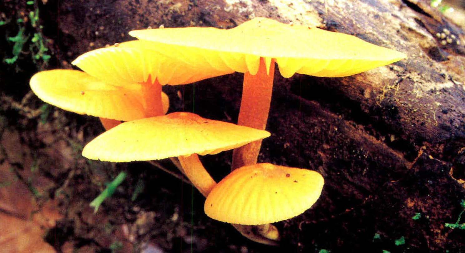 Heimiomyces tenuipes (Schw.)Singer